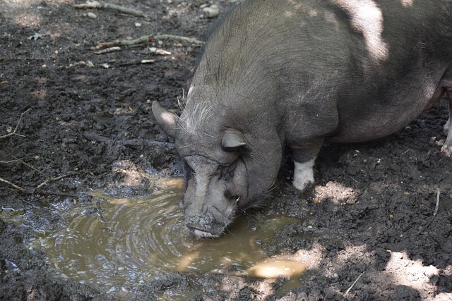 核心球员缺 核心球员缺